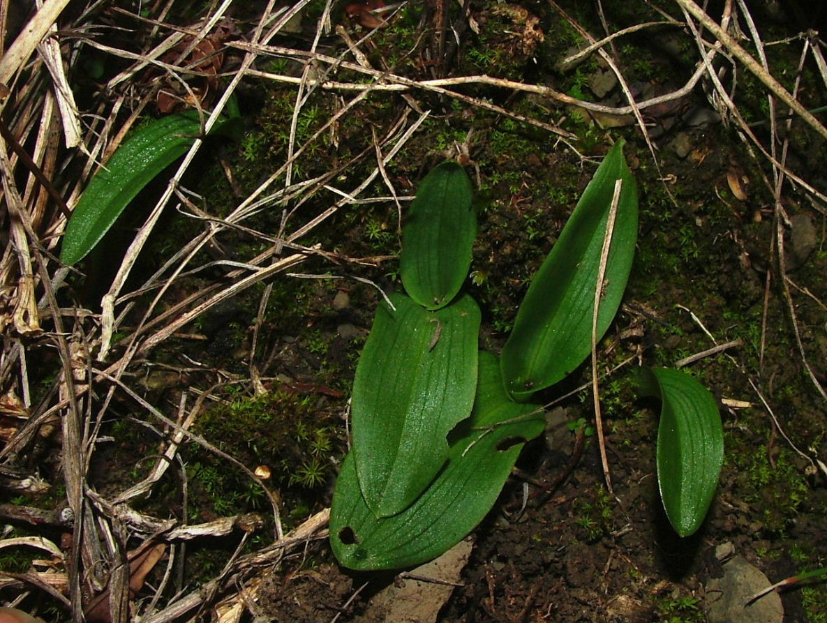 Rosette basali-Genova